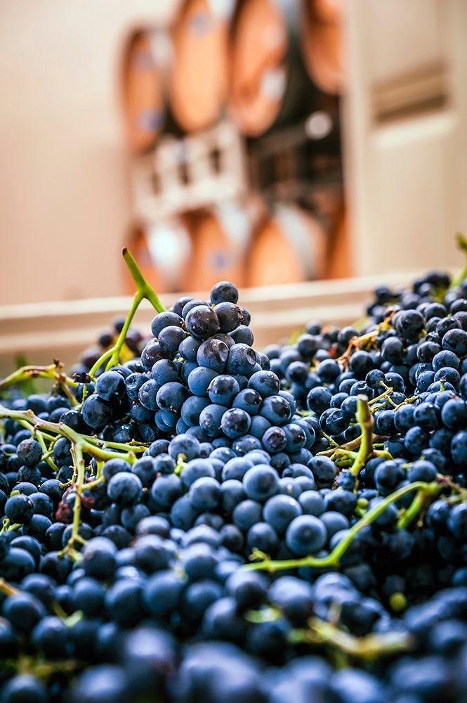 Washington State-Woodinville Clusters of Cabernet Sauvignon sit in bins in a winery